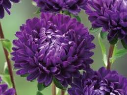 Deep Purple Chrysanthemum Flower seeds for Planting - Pollinator Friendly, Heirloom & GMO Free Seeds for Home Garden