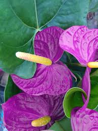 Violet Anthurium Flower Seeds for Planting Cut Flower Favorite Heirloom & GMO Free Seeds for Home Garden
 
 Sale