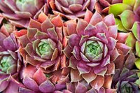 Mixed Sempervivum Flower seeds for Planting - Long Bloom Season, Heirloom & GMO Free Seeds for Home Garden