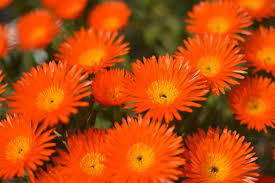 Orange Ice Plant Flower seeds for Planting - Compact Growth, Heirloom & GMO Free Seeds for Home Garden