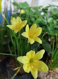Balsamine Yellow Flower seeds for Planting - Perfect for Borders, Heirloom & GMO Free Seeds for Home Garden
