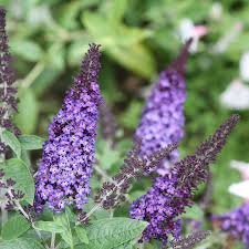 Dark Blue Buddleia Flower Seeds for Planting Drought Tolerant Heirloom & GMO Free Seeds for Home Garden
 
 Sale