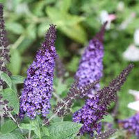 Dark Blue Buddleia Flower Seeds for Planting Drought Tolerant Heirloom & GMO Free Seeds for Home Garden
 
 Sale