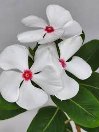 Periwinkle Flower seeds for Planting - Hardy Variety, Heirloom & GMO Free Seeds for Home Garden