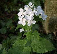 White Lunaria Biennis Flower seeds for Planting - Shade Tolerant, Heirloom & GMO Free Seeds for Home Garden