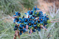 Puya Flower seeds for Planting Compact Growth Heirloom & GMO Free Seeds for Home Garden