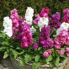 Mixed Matthiola Incana Flower seeds for Planting - Fragrant Blossoms, Heirloom & GMO Free Seeds for Home Garden