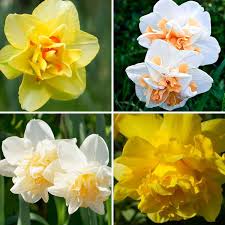 Mixed Color Double Narcissus Flower Seeds for Planting Drought Tolerant Heirloom & GMO Free Seeds for Home Garden
 
 Sale