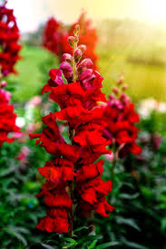 Light Red Antirrhinum Flower Seeds for Planting Cut Flower Favorite Heirloom & GMO Free Seeds for Home Garden
 
 Sale