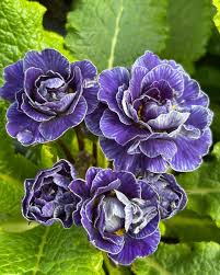 Light Blue Primula Autumn Flower Seeds for Planting Perfect for Borders Heirloom & GMO Free Seeds for Home Garden
 
 Sale