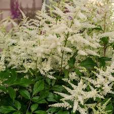 Cream Astilbe Flower seeds for Planting - Drought Tolerant, Heirloom & GMO Free Seeds for Home Garden