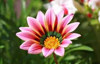Light Pink Orange Gazania Flower Seeds for Planting Drought Tolerant Heirloom & GMO Free Seeds for Home Garden
 
 Sale