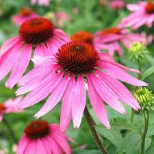 Echinacea Flower seeds for Planting Sun Loving Heirloom & GMO Free Seeds for Home Garden