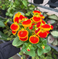 Slipper Flower seeds for Planting Vibrant Colors Heirloom & GMO Free Seeds for Home Garden