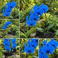 Blue Phalaenopsis Orchid Flower seeds for Planting - Sun Loving, Heirloom & GMO Free Seeds for Home Garden