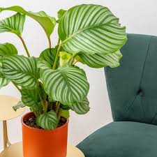 Calathea Orbifolia Flower Seeds for PlantingHeirloom & NonGMO Seeds Sun Loving Heirloom & GMO Free Seeds for Home Garden
 
 Sale