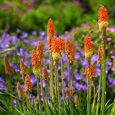 Kniphofia Uvaria Flower seeds for Planting Perfect for Borders Heirloom & GMO Free Seeds for Home Garden 
 
 Sale