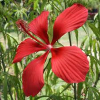 Heirloom Texas Star Hibiscus Flower seeds for Planting Cottage Garden Essential Heirloom & GMO Free Seeds for Home Garden