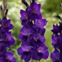 Purple Gladiolus Flower Seeds for Planting Compact Growth Heirloom & GMO Free Seeds for Home Garden
 
 Sale