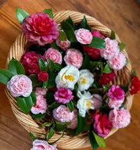 Mixed Camellia Flower Seeds Planting for Garden Enthusiasts