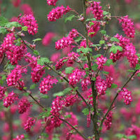 Pink Ribes Sanguineum Flower seeds for Planting - Perfect for Borders, Heirloom & GMO Free Seeds for Home Garden