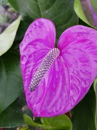 Violet Anthurium Flower Seeds for Planting Cut Flower Favorite Heirloom & GMO Free Seeds for Home Garden
 
 Sale