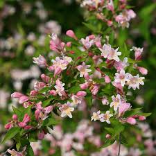 Pink Kolkwitzia Flower seeds for Planting - Drought Tolerant, Heirloom & GMO Free Seeds for Home Garden