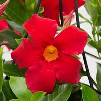 Dipladenia Flower seeds for Planting Colorful Display Heirloom & GMO Free Seeds for Home Garden