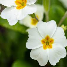 Green White Primrose Flower seeds for Planting - Perfect for Borders, Heirloom & GMO Free Seeds for Home Garden
