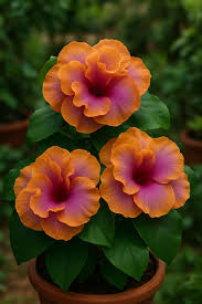 Purple Orange Hibiscus Flower seeds for Planting - Pollinator Friendly, Heirloom & GMO Free Seeds for Home Garden