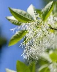 Fringe Flower seeds for Planting Long Bloom Season Heirloom & GMO Free Seeds for Home Garden