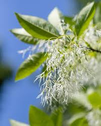 Fringe Flower seeds for Planting Long Bloom Season Heirloom & GMO Free Seeds for Home Garden