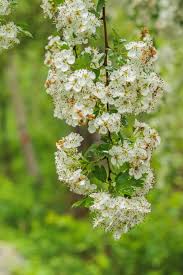 Monogyna Flower seeds for Planting - Cottage Garden Essential, Heirloom & GMO Free Seeds for Home Garden