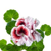 White Maroon Red Geranium Flower Seeds for Planting Perfect for Borders Heirloom & GMO Free Seeds for Home Garden
 
 Sale