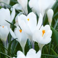 White Crocus Flower seeds for Planting - Premium Quality, Heirloom & GMO Free Seeds for Home Garden
 
 Sale