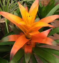 Orange Bromeliad Tillandsia Bulbosa Flower seeds for Planting - Cut Flower Favorite, Heirloom & GMO Free Seeds for Home Garden