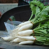 Radish Vegetable Seeds for Easy Planting