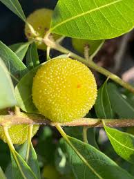Plant Yellow Bayberry Fruit Seeds