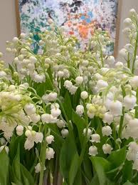 White Windbell Orchid Flower seeds for Planting - Garden Favorite, Heirloom & GMO Free Seeds for Home Garden