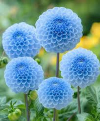 Sky Blue Dahlia Flower Seeds for Planting – Long Bloom Season Heirloom & NonGMO Seeds for Home Garden
 
 Sale
