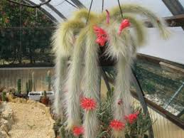 Hildewintera Flower seeds for Planting Fragrant Blossoms Heirloom & GMO Free Seeds for Home Garden