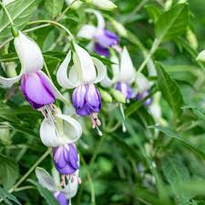 White Purple Fuchsia Hybrida Flower Seeds – Garden Favorite Heirloom & NonGMO
 
 Sale