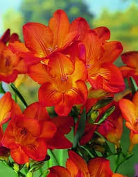Yellow Orange Freesias Flower seeds for Planting - Fragrant Blossoms, Heirloom & GMO Free Seeds for Home Garden
