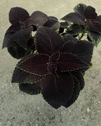 Black Coleus Flower seeds for Planting Drought Tolerant Heirloom & GMO Free Seeds for Home Garden