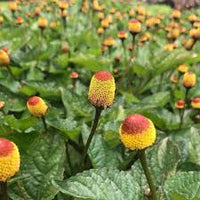 Toothache Plant for Natural Relief  Seeds for Growing Your Own Herbal Remedy in Gardens