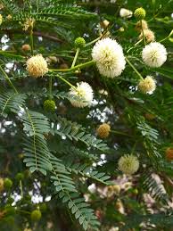 River Tamarind Flower seeds for Planting Seasonal Bloomer Heirloom & GMO Free Seeds for Home Garden