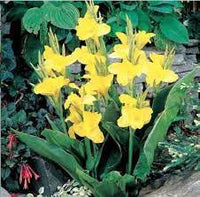 Yellow Pretoria Flower seeds for Planting - Premium Quality, Heirloom & GMO Free Seeds for Home Garden
 
 Sale seeds for planting in home garden