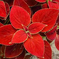 Red White Coleus Flower seeds for Planting Shade Tolerant Heirloom & GMO Free Seeds for Home Garden