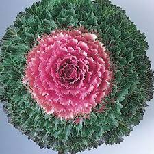 Violet Red Brassica Oleracea Flower Seeds for Planting Cut Flower Favorite Heirloom & GMO Free Seeds for Home Garden
 
 Sale