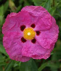 Hardy Cistus Flower Seeds For Planting